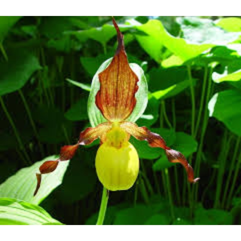 Cypripedium calceolus or Yellow Ladys Slipper Flower Seeds for Planting – Heirloom & Non-GMO Garden Seeds 100
