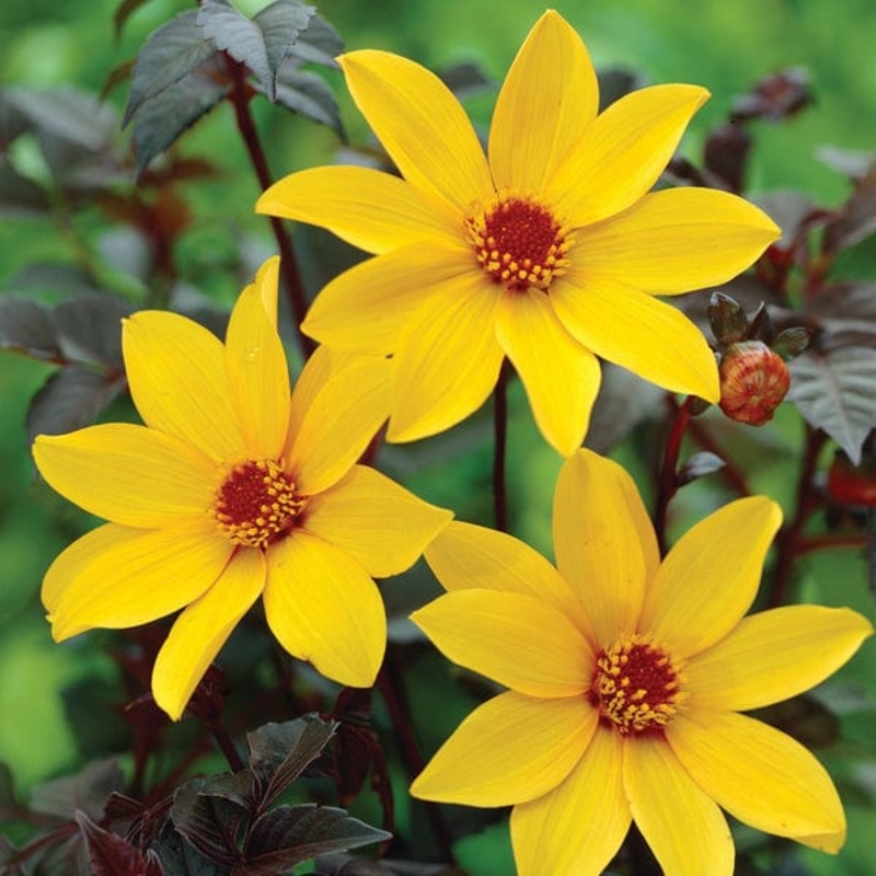 Dahlia Bishop Of York Tubers