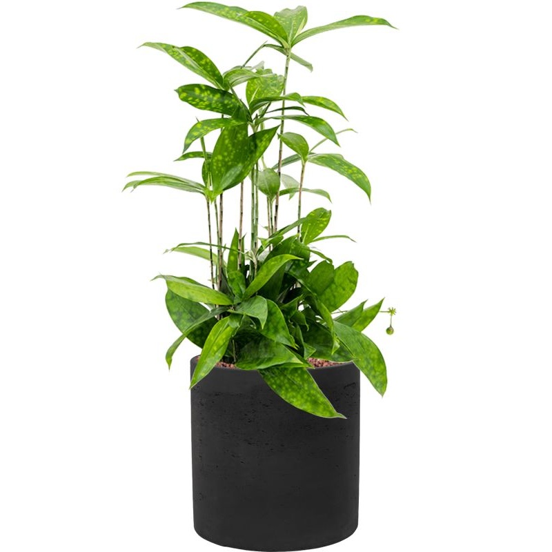 Dracaena surculosa in Rough Office Plant With Pot 54cm Height 18cm Dia