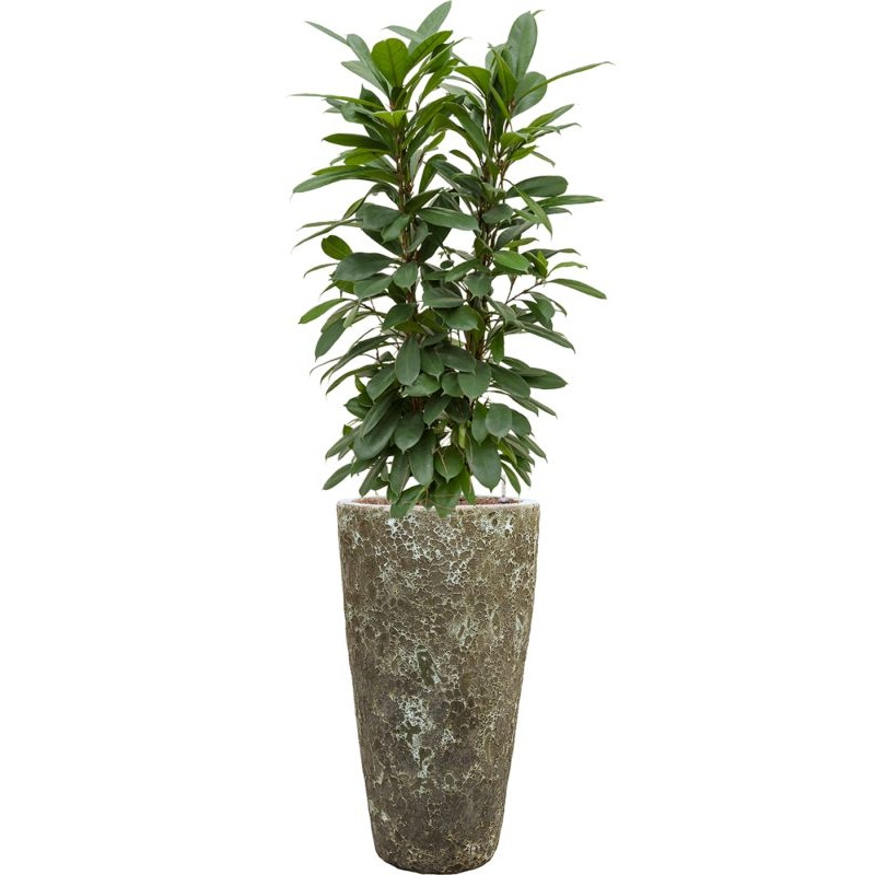 Ficus cyathistipula in Baq Lava Office Plant With Pot 149cm Height 29cm Dia