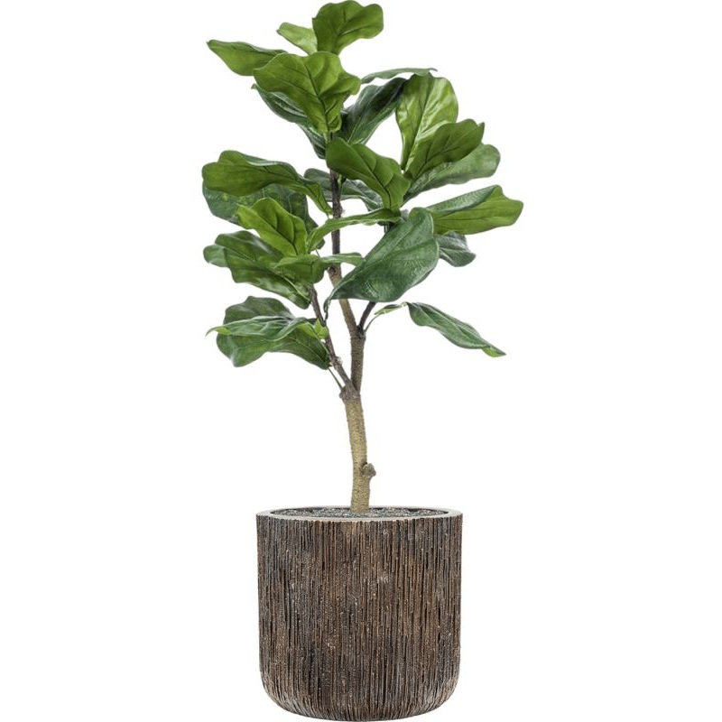 Ficus lyrata in Baq Luxe Lite Universe Waterfall Office Plant With Pot 126cm Height 37cm Dia