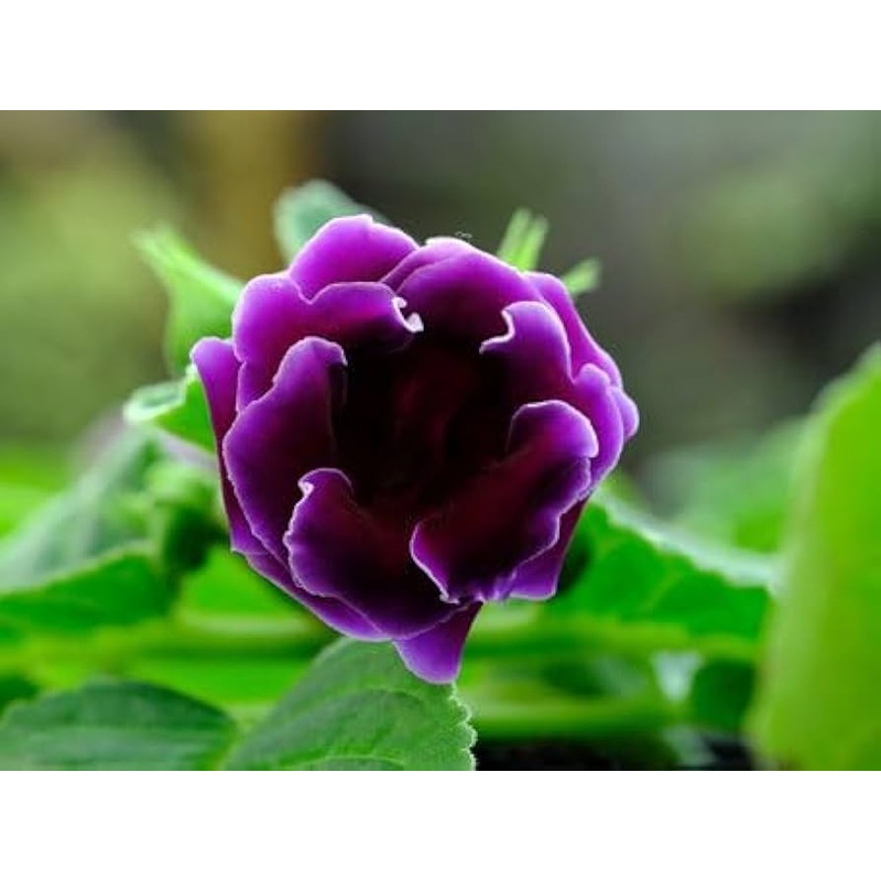 Gloxinia Flower Seeds Pink Purple for Planting – NON GMO Seeds 100