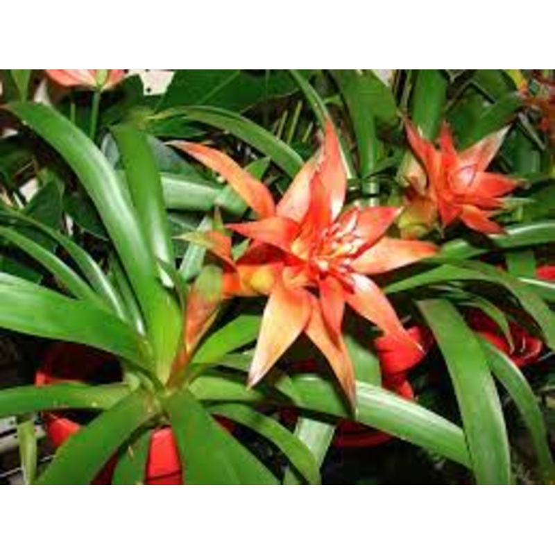 Hechtia Plant Seeds for Planting – 100 pcs 100