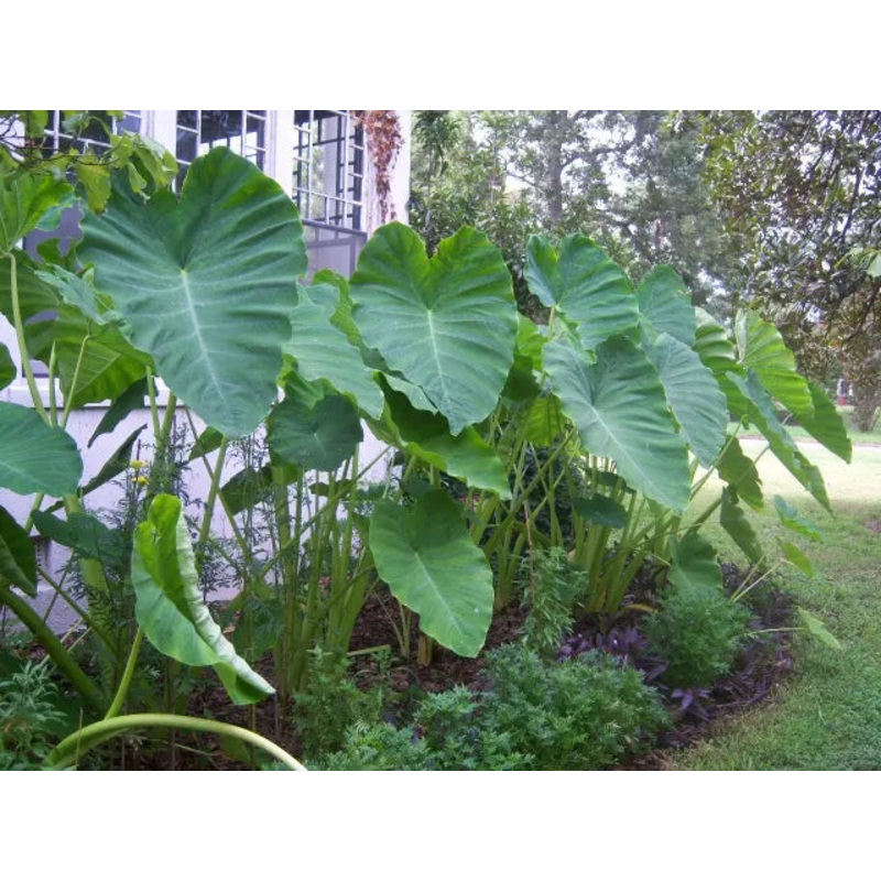 Heirloom Colocasia Elephant Ear Plant Seeds for Planting, Non-GMO 100