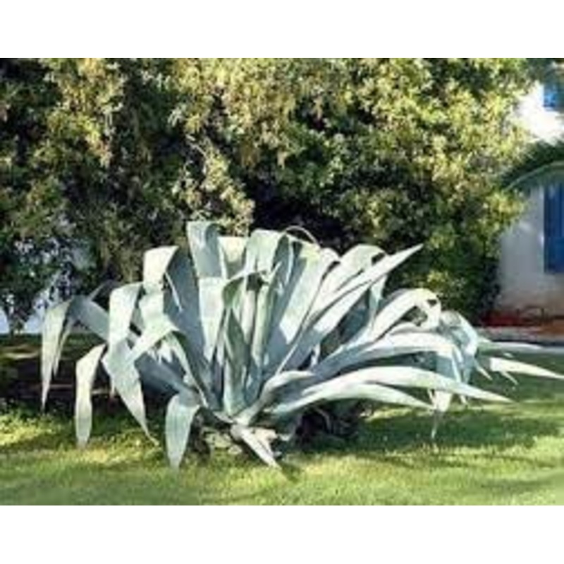Heirloom Non-GMO Agave Plant Seeds for Planting for Xeriscape Gardens 100