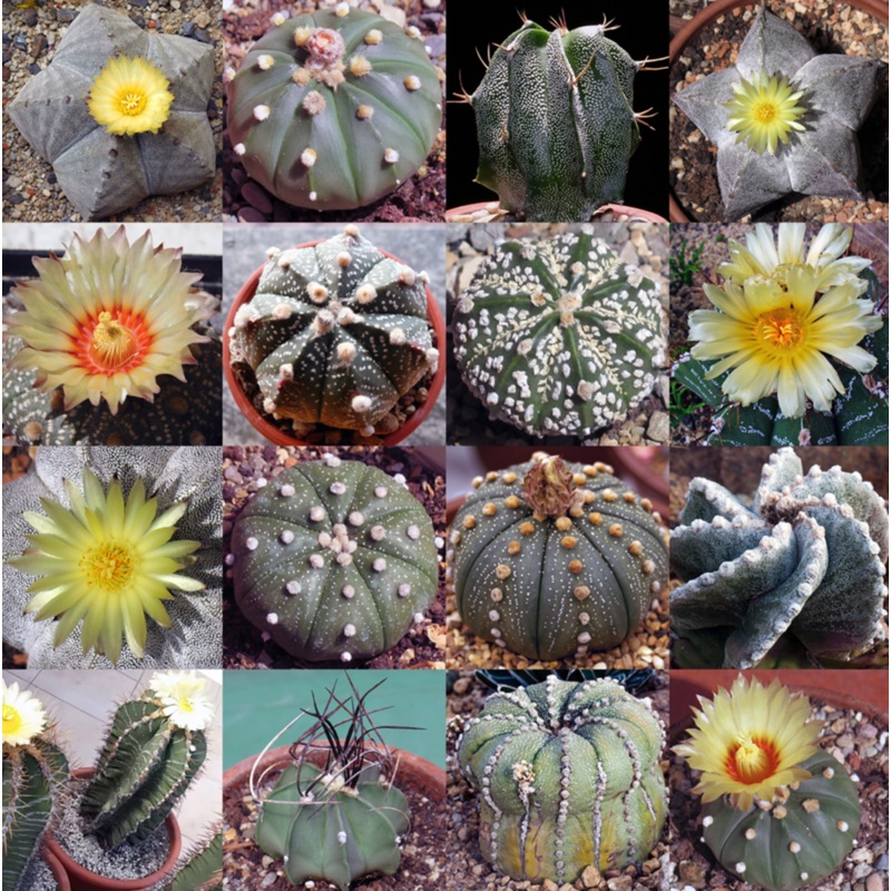 Heirloom Non-GMO Astrophytum Plant Seeds for Planting  Rare Cactus Variety for Decorative Gardens 100