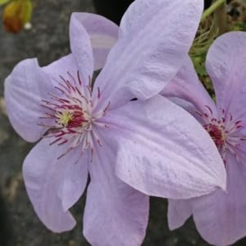 Heirloom Non-GMO Clematis Montana Flower Seeds for Planting  Fragrant Climbing Garden Blooms 100