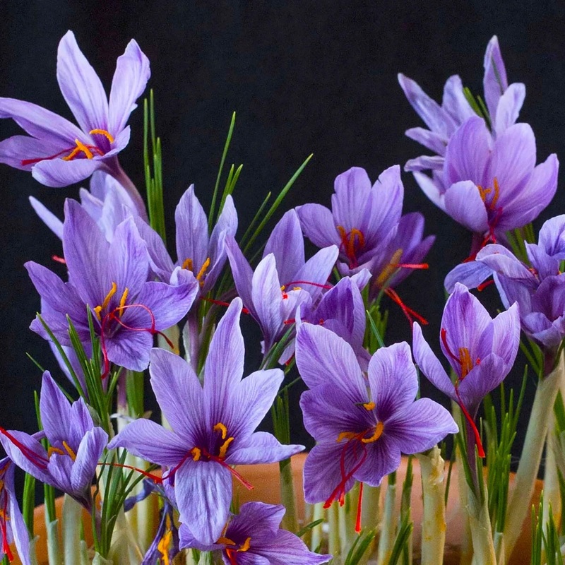 Heirloom Non-GMO Crocus Sativus Flower Seeds for Planting  Saffron-Producing Garden Blooms 100
