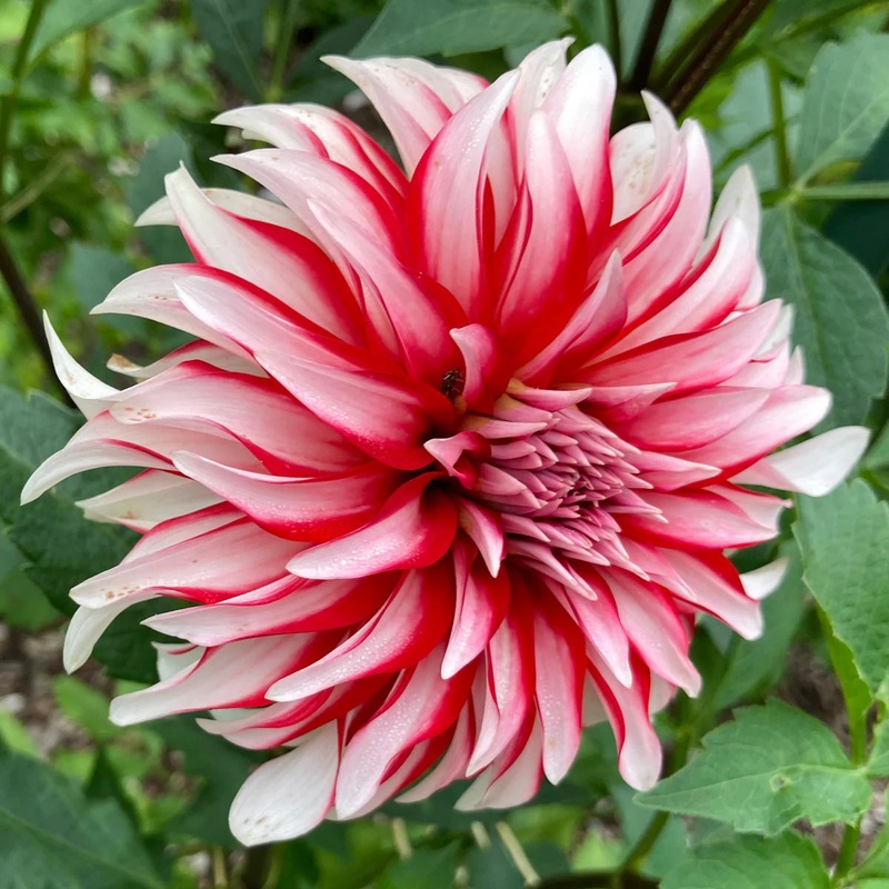 Heirloom Non-GMO Dahlia Santa Claus Flower Seeds for Garden Planting  Festive Red White Blooms 100
