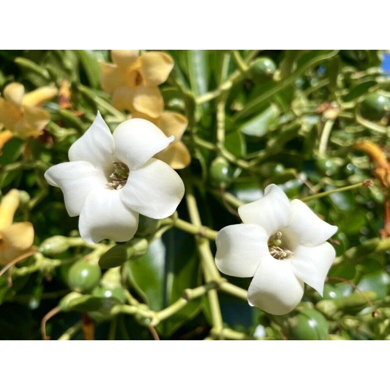 Heirloom Non-GMO Fagraea Flower Seeds for Planting  Fragrant Tropical Evergreen Garden Blooms 100