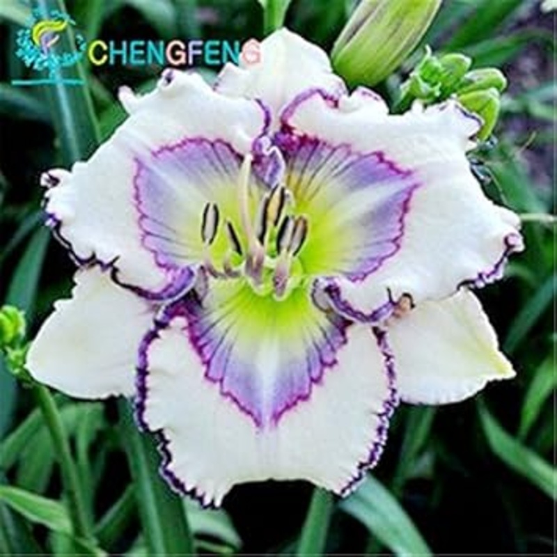 Heirloom Non-GMO White Violet Hemerocallis Flower Seeds for Garden Planting  Elegant Perennial Blooms 100