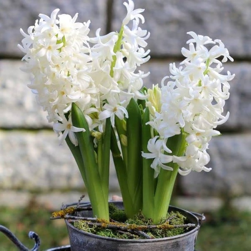 Hyacinthus Orientalis Flower Seeds White for Planting NON GMO Seeds 100