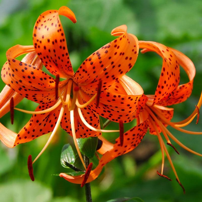 Lilium Tiger Splendens (Pack of 2)