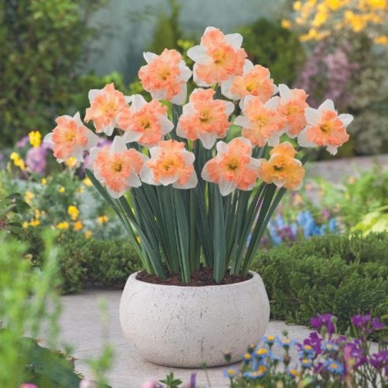 Narcissus Mariner Flower Bulbs