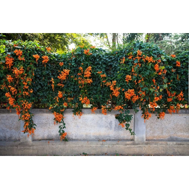 Orange Clematis Flower Seeds  Heirloom Non-GMO Climbing Blooms for Garden Fences and Arbors 100