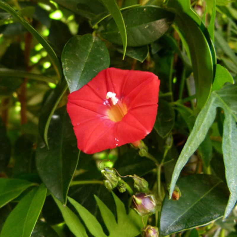 Organic Heirloom Non-GMO Ipomea Seeds for Planting  Vibrant Climbing Blooms 100