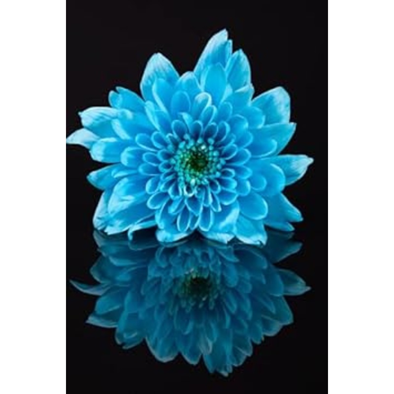 Organic Heirloom Non-GMO Sky Blue Chrysanthemum Seeds for Planting  Garden Flowers 100