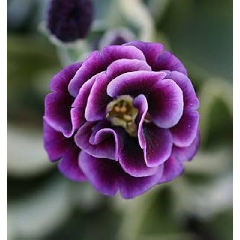 Organic Light Purple Auriculata Flower Seeds for Planting  Heirloom, Non-GMO 100