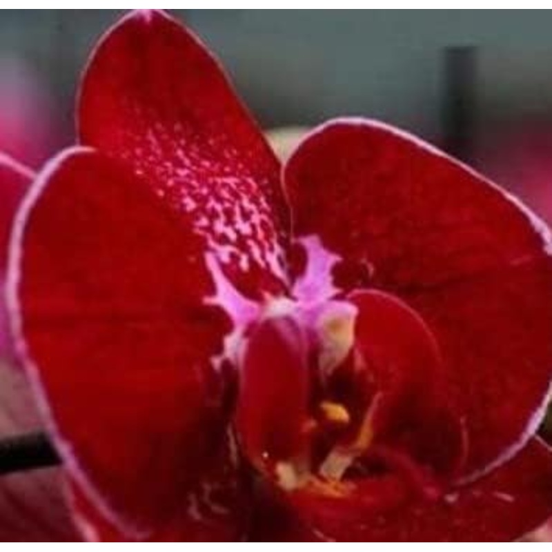 Organic Red Butterfly Orchid Flower Seeds for Planting  Heirloom, Non-GMO 100