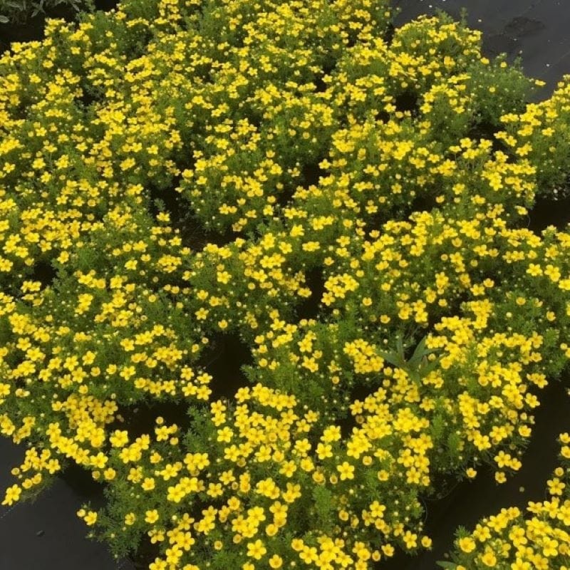 Potentilla fruticosa Bella Lindsey Shrub Plants 1 x 9cm Potted Plant