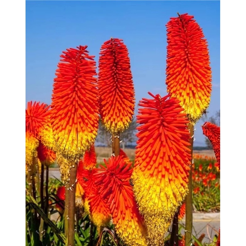 Red Hot Poker Torch Lily, Kniphofia Perennial Flower Seeds for Planting  Heirloom and Non-GMO Garden Seeds 100