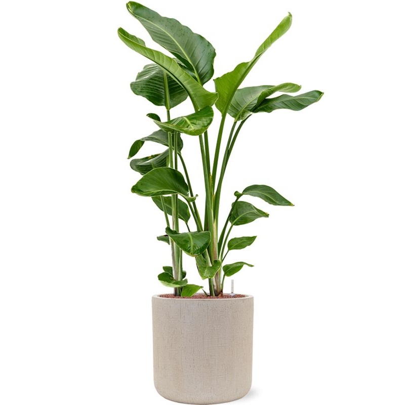Strelitzia nicolai in Baq Raindrop Office Plant With Pot 149cm Height 37cm Dia