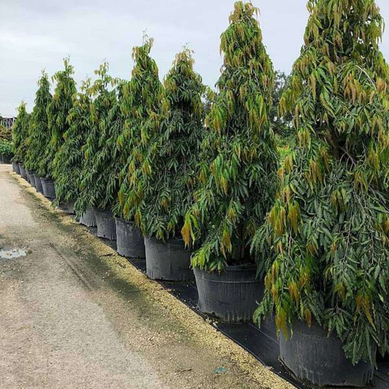 Tree of Uttar Pradesh, Ashok – Plant