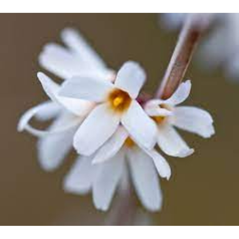 White Forsythia – Abeliophyllum distichum Flower Seeds for Planting – NON GMO Seeds 100