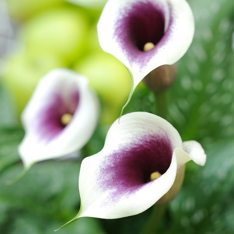 Zantedeschia (Calla Lily) Picasso (Pack of 1)