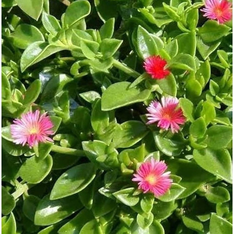 Aptenia Flower Seeds  Heirloom Non-GMO Trailing Blooms for Ground Cover and Garden Borders 100