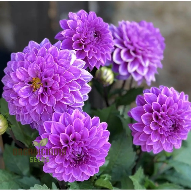 Astrantia Masterwort Purple Seeds  Organic, Heirloom, Non-GMO Flower Seeds 100