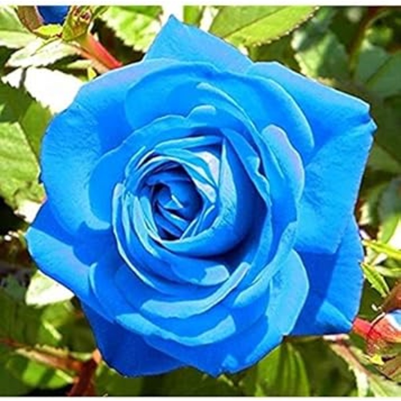 Blue Unique Roses Plant Seeds – Heirloom, Non-GMO Garden Seeds for Planting  Rare Flower Seeds 100