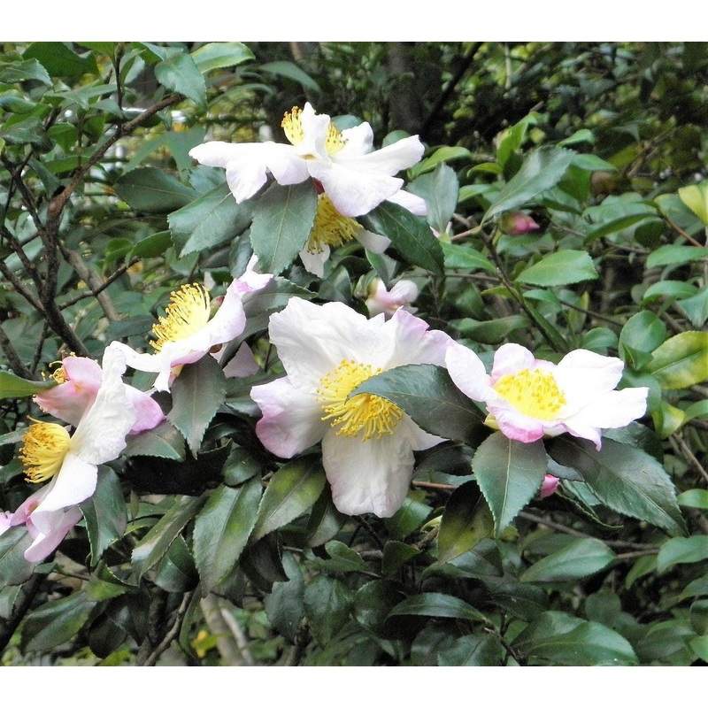 Camellia Sinensis Plant Seeds  Heirloom Non-GMO Green Tea Herb Seeds for Home Growing 100