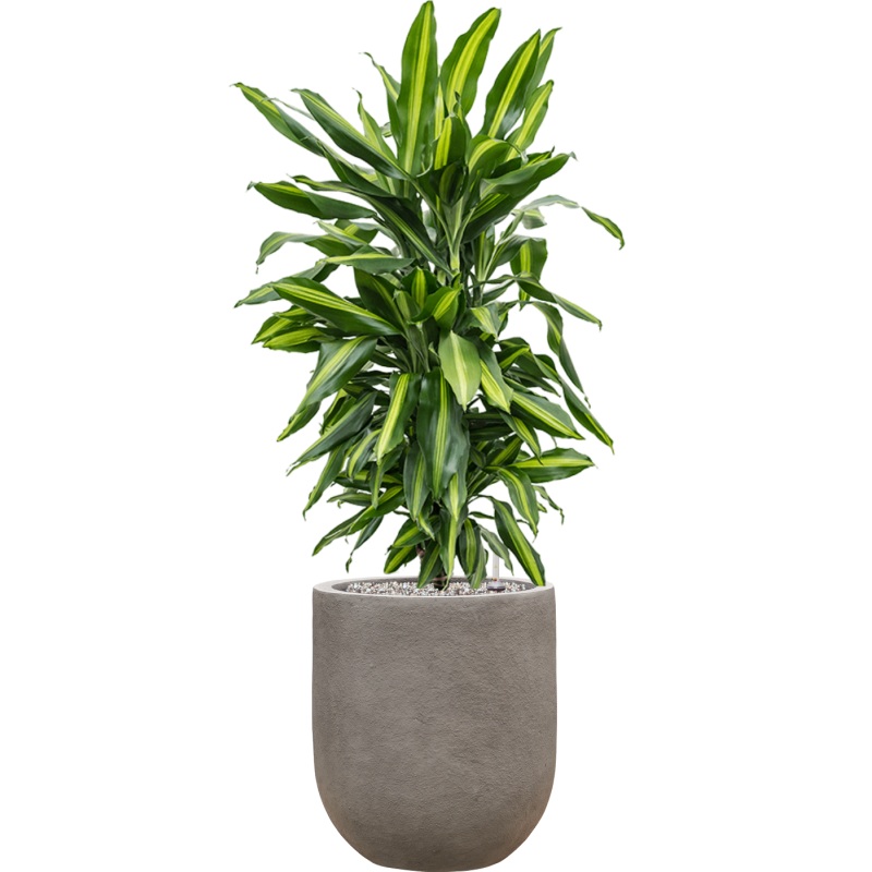 Dracaena fragrans ‘Cintho’ in Baq Nucast Office Plant With Pot 103cm Height 24cm Dia
