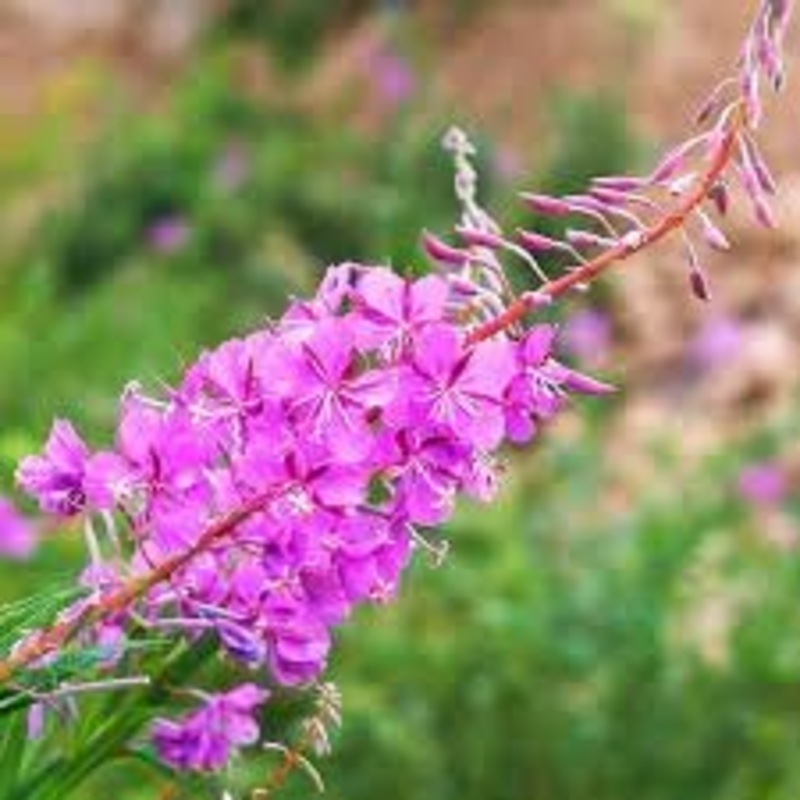 Epilobium Angustifolium Flower Seeds  Heirloom Non-GMO Seeds for Wildflower Garden Planting 100