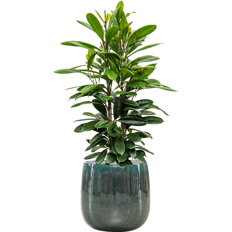 Ficus cyathistipula in Balloon Office Plant With Pot 138cm Height 34.5cm Dia