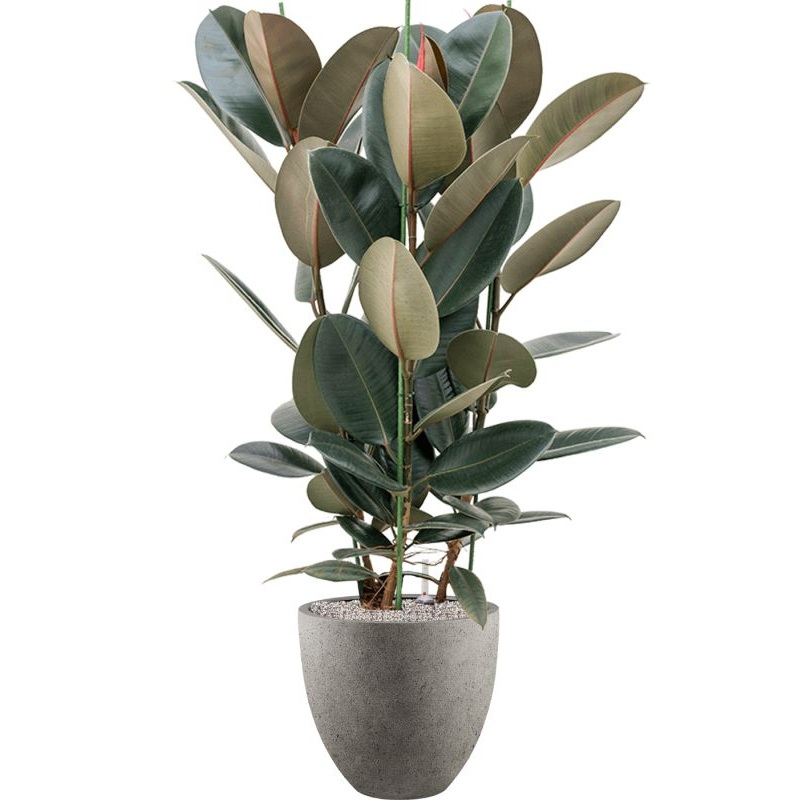 Ficus elastica ‘Abidjan’ in Grigio Office Plant With Pot 140cm Height 33cm Dia