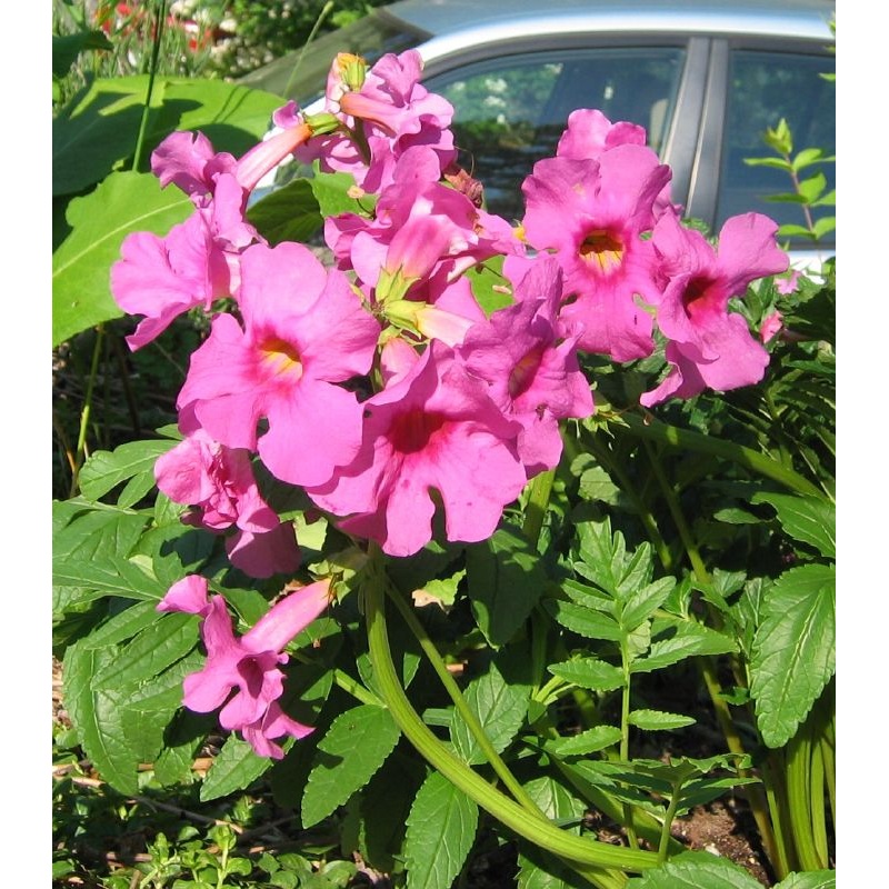 Hardy Gloxinia Flower Seeds  Heirloom Non-GMO Resilient Blooms for Garden and Container Planting 100