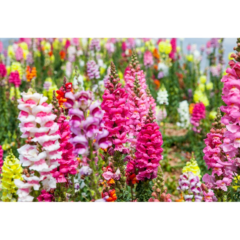 Heirloom Antirrhinum Flower Seeds, Non-GMO, Snapdragon Blooms for Garden Borders 100