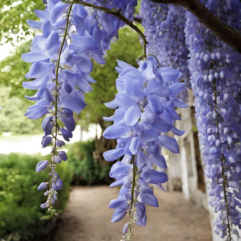 Heirloom Blue Wisteria Seeds  Non-GMO Flower Seeds for Planting 100