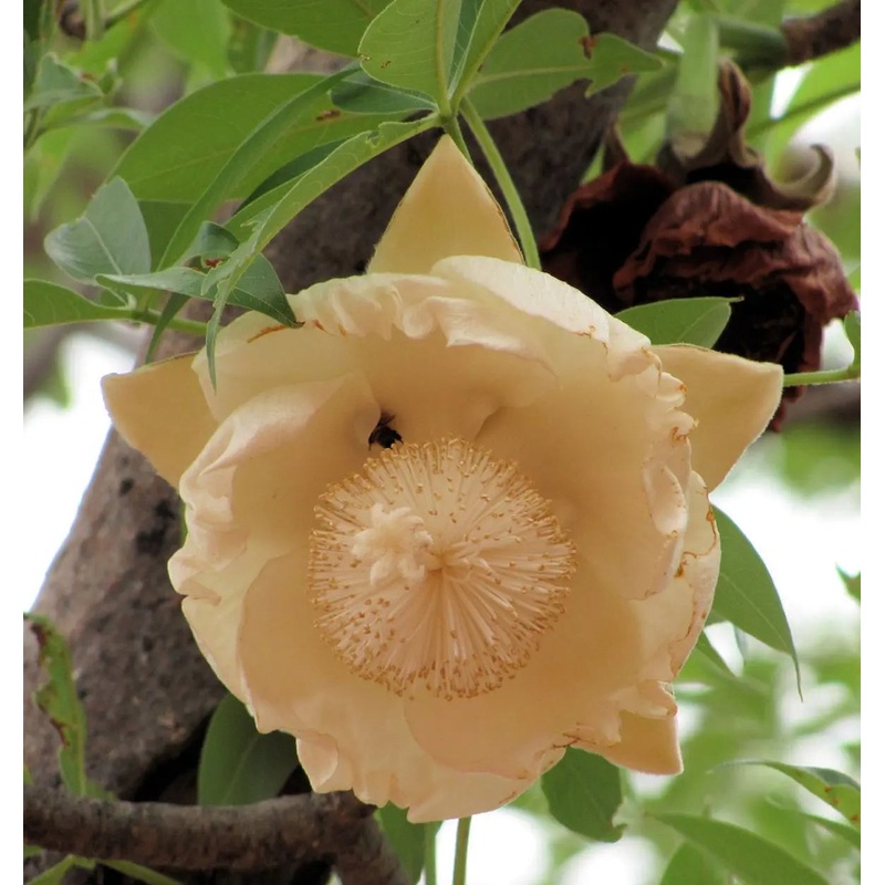 Heirloom Non-GMO Adansonia Digitata Flower Seeds for Planting  Exotic Baobab Tree Seeds for Unique Gardens 100