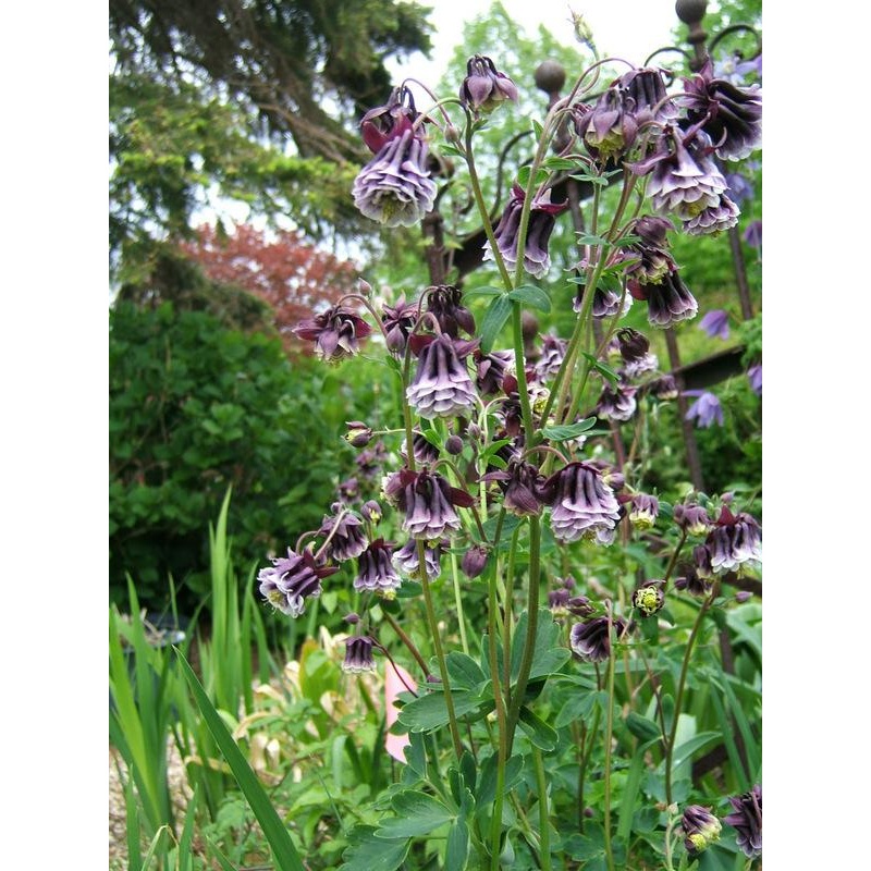 Heirloom Non-GMO Aquilegia Columbine Flower Seeds for Planting  Elegant Perennial Garden Blooms 100