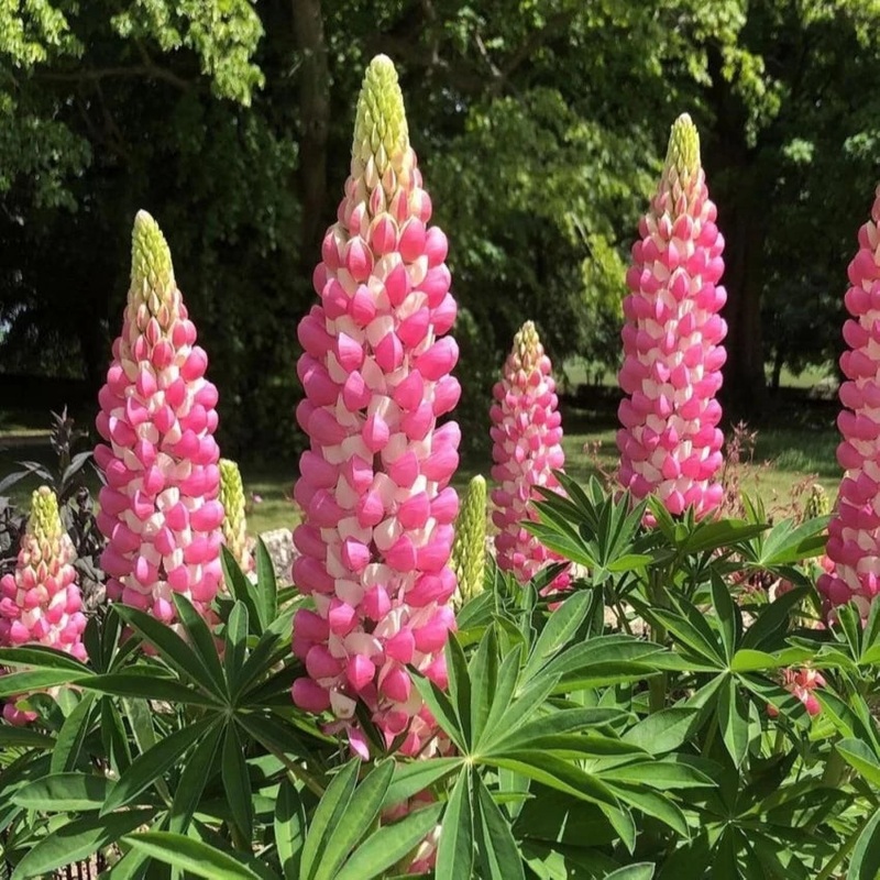 Heirloom Non-GMO Pink Lupine Popsicle Flower Seeds  Tall Spiky Blooms for Garden Planting 100