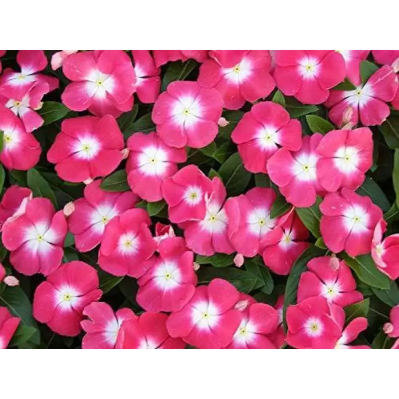 Heirloom Non-GMO Vinca Victory Flower Seeds for Planting  Hardy Blooming Ground Cover for Sunny Gardens 100