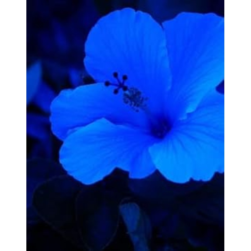 Hibiscus Dark Blue Flower Seeds for Planting – Heirloom Seeds for Beautiful Home Garden 100