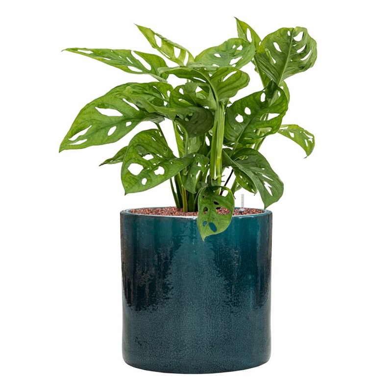 Monstera obliqua in Cylinder Office Plant With Pot 64cm Height 26cm Dia