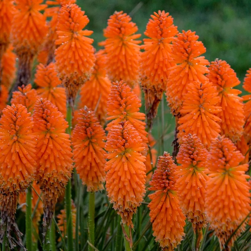 Orange Hot Poker Torch Lily, Kniphofia Perennial Flower Seeds for Planting  Heirloom and Non-GMO Garden Seeds 100