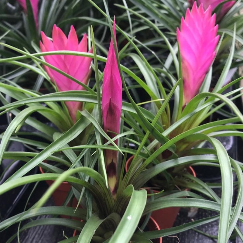 Organic Heirloom Non-GMO Pink Tillandsia Cyanea Seeds for Planting  Air Plant Blooms 100