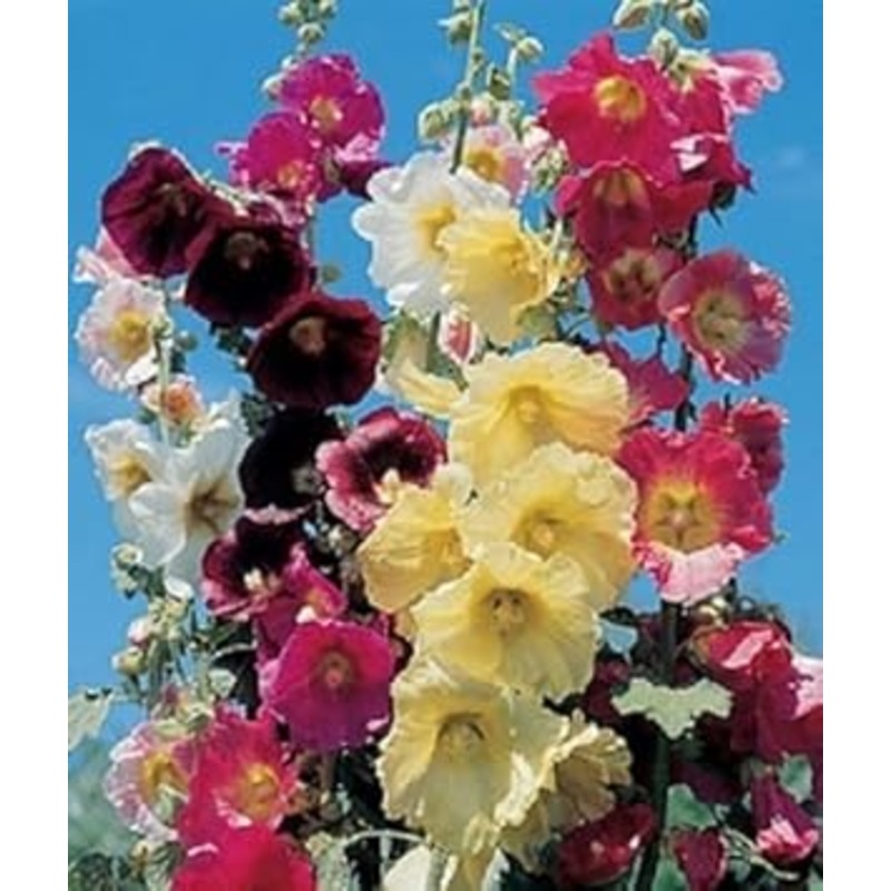 Organic Mixed Danish Hollyhock Flower Seeds for Planting  Heirloom, Non-GMO 100