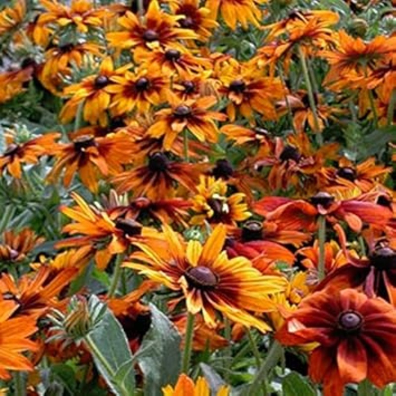 Organic Orange Cappuccino Rudbeckia Flower Seeds for Planting  Heirloom, Non-GMO 100